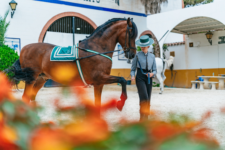 Malaga: Horse Show with Dinner, Drinks & Live Flamenco Show Only horse show with a bit of flamenco dancing