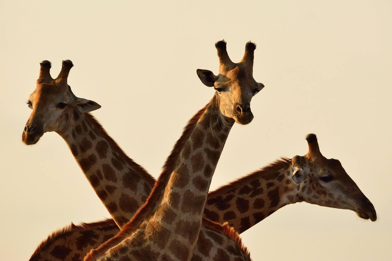 David Sheldrick Elefantenwaisenhaus und Giraffenzentrum Tour