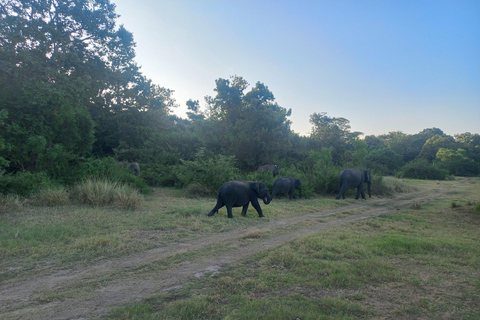 Vanuit Habarana: Minneriya Nationaal Park 4x4 Jeepsafari