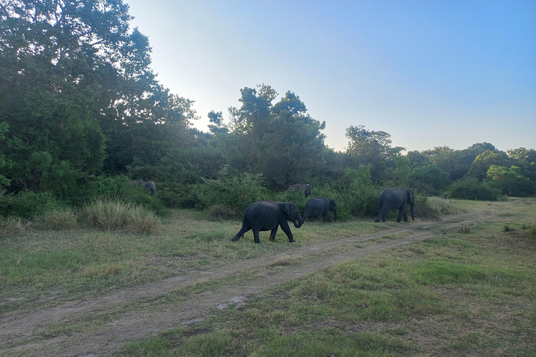 From Habarana: Minneriya National Park 4x4 Jeep Safari