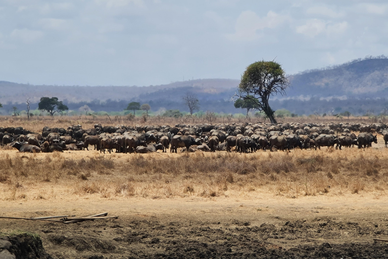 From Zanzibar: Mikumi Day Safari without hotel pickup