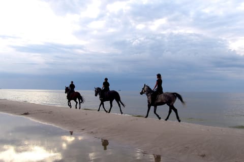 Cape Town: Beach Horseback Ride + Hotel Pick-Up