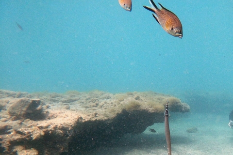 Fuerteventura : Découvrez la plongée sous-marineDécouvrez la plongée sous-marine