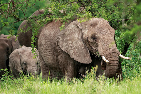 Lake Manyara NP e Cratera de Ngorongoro: Safári de 2 dias