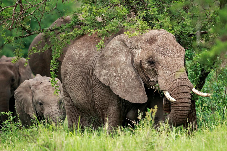 Lake Manyara NP e Cratera de Ngorongoro: Safári de 2 dias