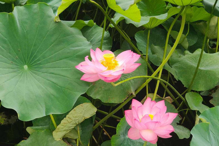 Private guided tour of Tokyo and surrounding area with English-speaking guide