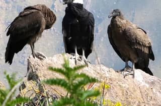 Von Arequipa: Geführte Tour durch den Colca Canyon mit Mahlzeiten