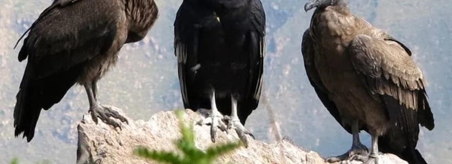 Depuis Arequipa : visite guidée du canyon de Colca avec repas