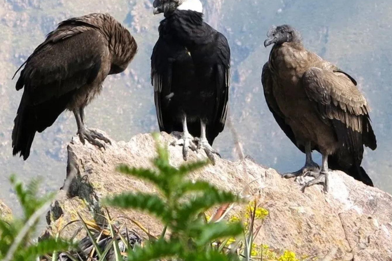 Depuis Arequipa : visite guidée du canyon de Colca avec repasOption 1 : Excursion au canyon de Colca avec petit-déjeuner