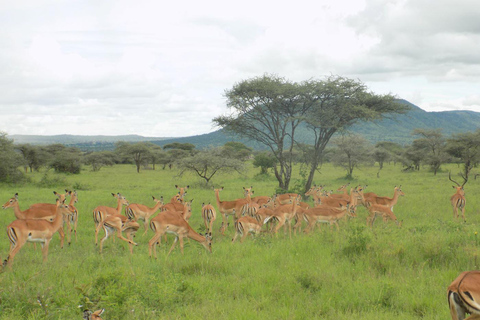Arusha Park Memorable Safari Tour
