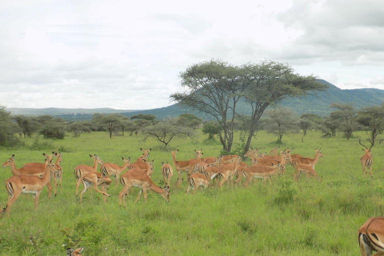 Arusha Park Memorable Safari Tour