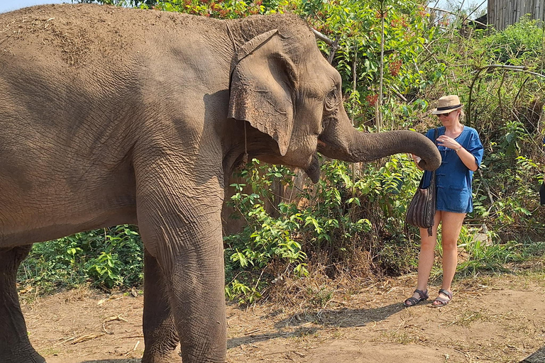 Chiang Mai: Halbtag Living Green Elephant SanctuaryVormittagssitzung: Halbtag Living Green Elephant Sanctuary