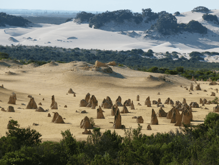 Pinnacles, Koalas, 4WD & Sandboarding Tour from Perth