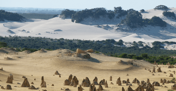 Pinnacles, Koalas, 4WD & Sandboarding Tour from Perth