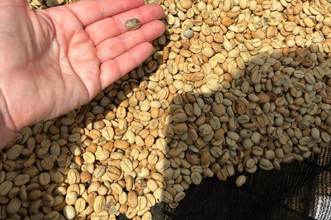 Nairobi:Fairview Coffee Farm Tour &Coffee Tasting Experience