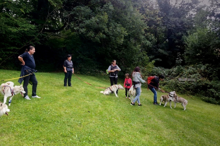 Unterallgäu: Wiedergeltingen Geführte Wanderung mit Huskies