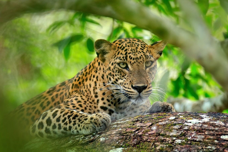 مغامرة الحياة البرية في سريلانكا لمدة 3 أيام – رحلات السفاري والطبيعة والثقافة