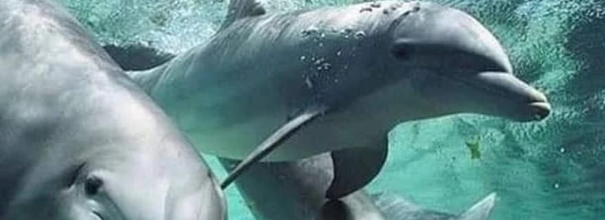 Zanzibar : nagez avec des dauphins sauvages et faites du snorkeling dans les coraux