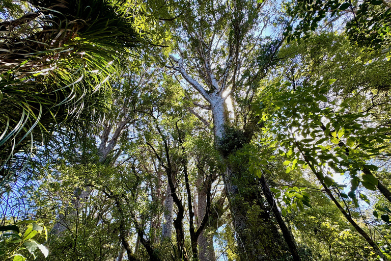 Waipoua Forest: Tane Mahuta & Kauri Museum from Auckland