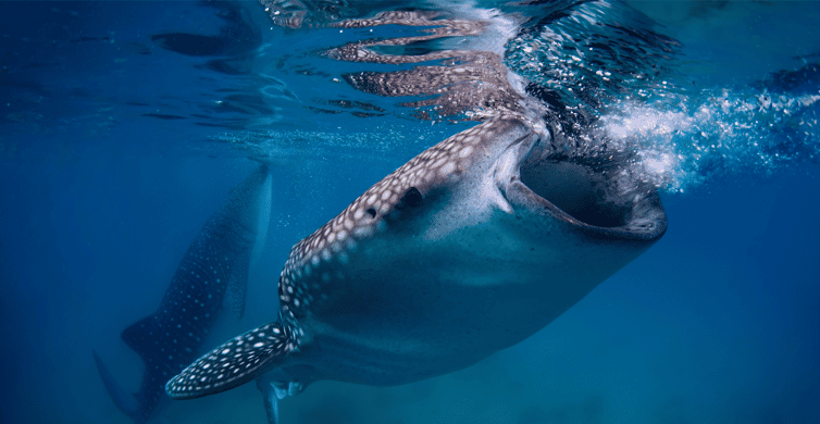 Oslob: Whale Sharks, Tumalog Falls, & Monkey Sanctuary Tour