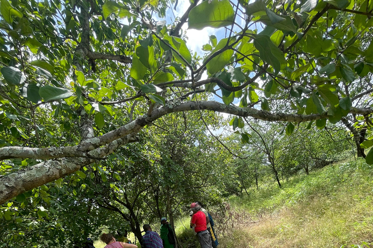Arusha: Maasai-Dorf und Wildtier-Tagestour