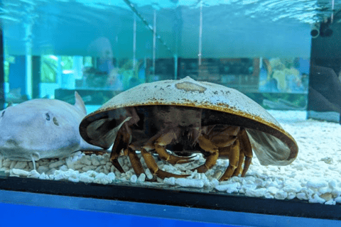 De Kuala Lumpur: excursão a Port Dickson com cruzeiro DragonDe Kuala Lumpur: Excursão a Port Dickson com cruzeiro Dragon Cruise