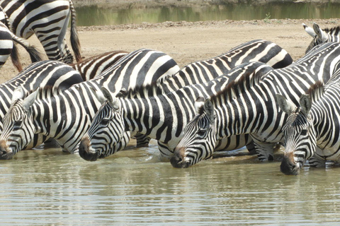 Private Nairobi National Park Drive in 4*4 landcruiser