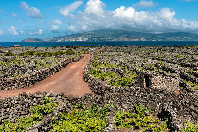 Pico: UNESCO Vineyard & Wine Tour (all-inclusive)