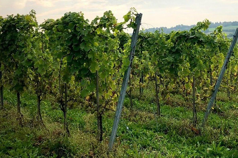 Krakow: Privat tur till lavendelfält och vinprovningKraków: Privat tur till lavendelfält och vinprovning