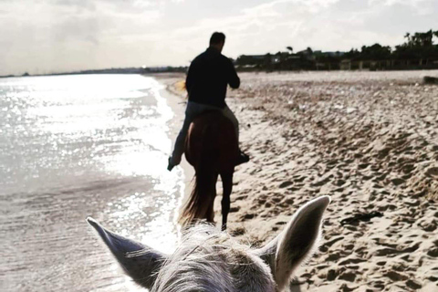 Hammamet : Beach horseback riding