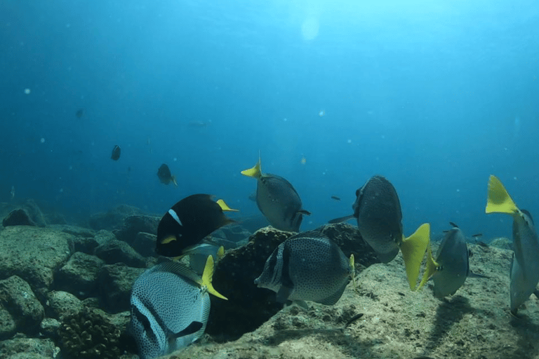 La Paz: Boat ride to Espiritu Santo island and sloop