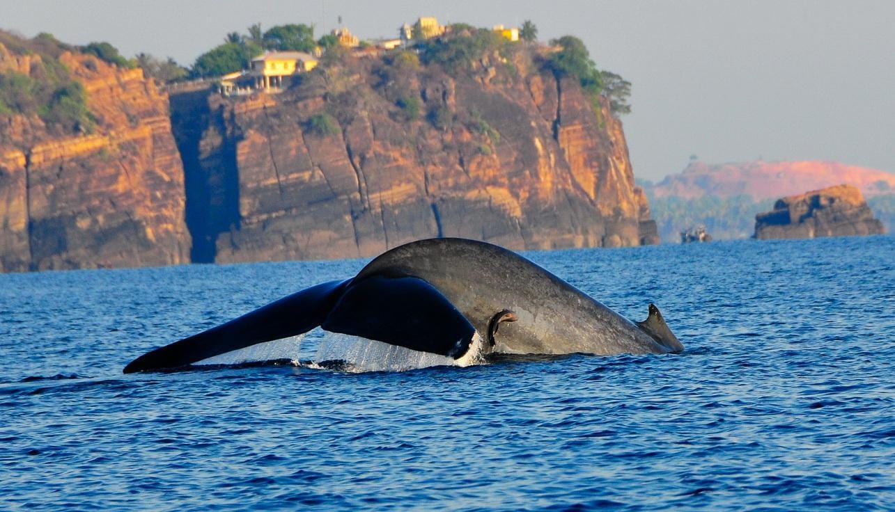 Colombo: 3-tägige Trincomalee-Strand- und Whale-Watching-Tour