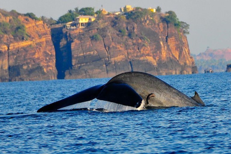 Colombo: 3-Day Trincomalee Beach & Whale Watching Tour