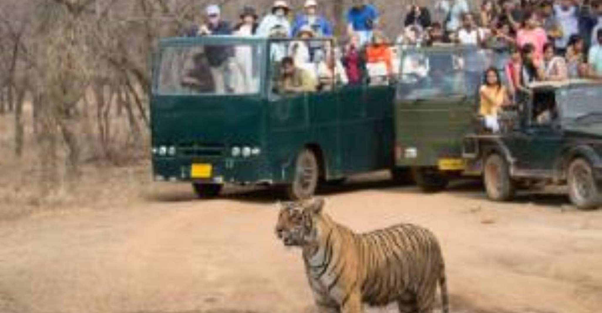 Safari Booking Ranthambhore - Housity