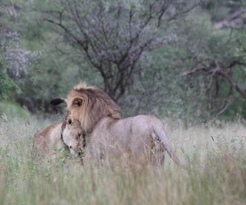 3-days adventure from Dar-es-Salaam to Mikumi National Park