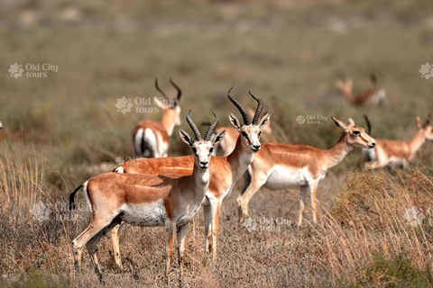 Shirvan Eco-Tour: Gazelles, Birdwatching & Village Lunch Private tour