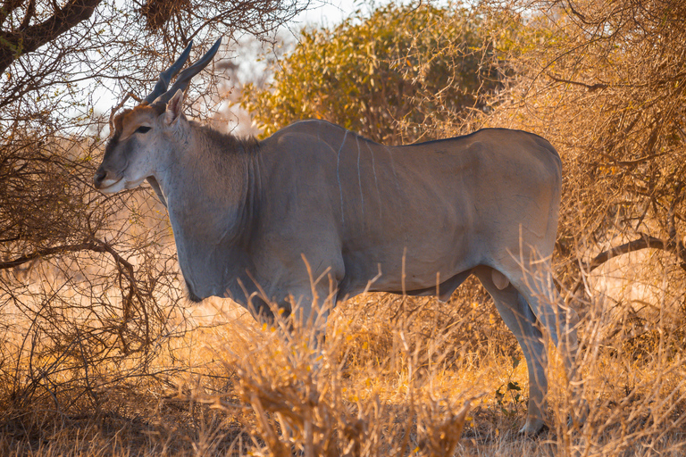 From Diani Beach or Mombasa: 2-Day Tsavo East Safari