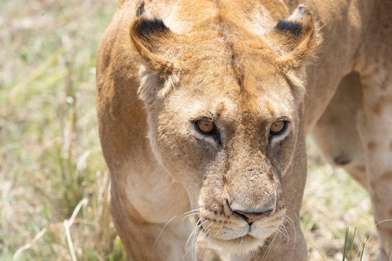 2 jours de safari dans le parc national des chutes Murchison, faune et flore d&#039;Ouganda