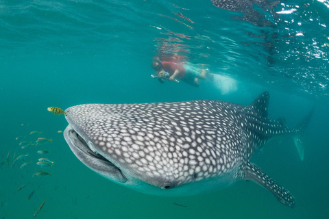 Swim with Whale Sharks in Mafia Island Flight from Zanzibar Mafia Whale Shark Adventure – Day Trip (No Flights Included)