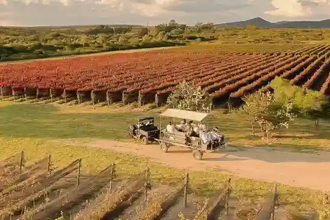 Visite et dégustation de vins à la Vinícola Tierra de Luz