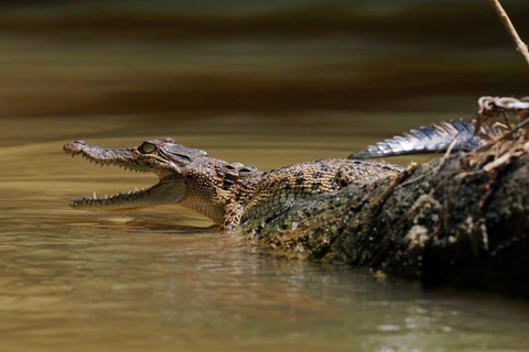 Mirissa: Vogels kijken op de Nilwala rivier en krokodillentocht