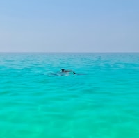 8 Days - Enchanting Socotra Escape - Housity