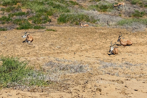 Walvis Bay: Sandwich Harbour Self-Drive 4x4 Tour
