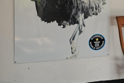 Cape Town: Ostrich Ranch Safari with Hotel Transfer