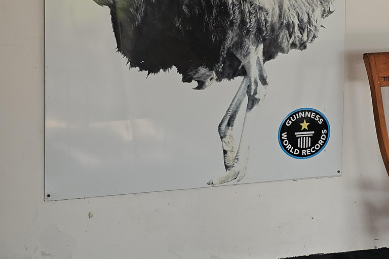 Cape Town: Ostrich Ranch Safari with Hotel Transfer