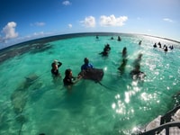 Antigua, Stingray City Experience Ticket - Housity