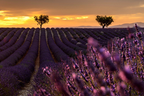 Day Trip: Lavender Fields & Gorges du Verdon LICENSED GUIDE + MERCEDES V