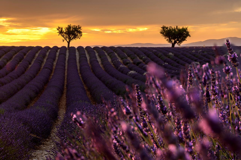 Day Trip: Lavender Fields & Gorges du Verdon LICENSED GUIDE + MERCEDES V