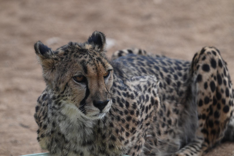 Windhoek: 3-Day Guided Safari in Etosha with Lodge