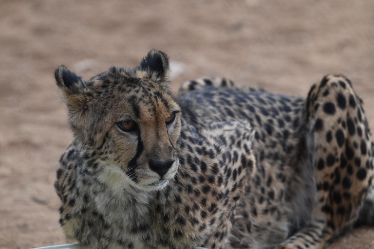 Windhoek: 3-Day Guided Safari in Etosha with Lodge
